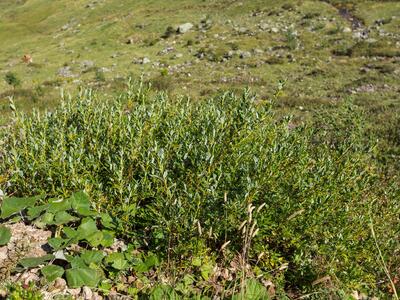 salix glabra