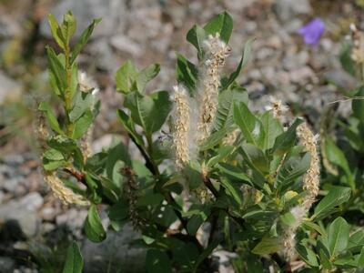 salix hastata