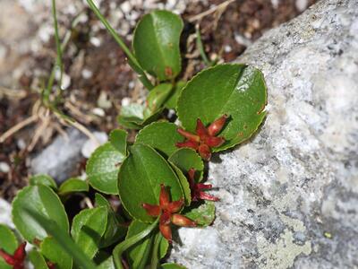 salix herbacea