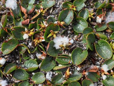 salix herbacea habitus