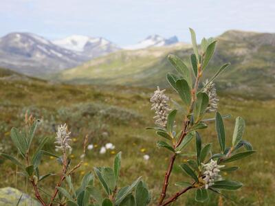 salix lapponum