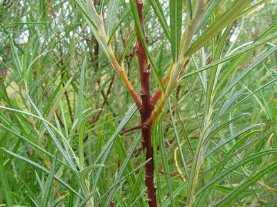 salix purpurea x viminalis