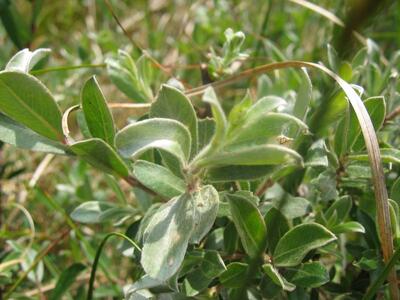 salix repens ssp dunensis