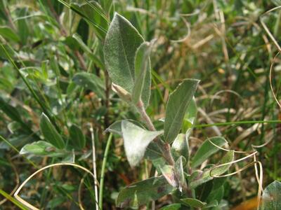 salix repens ssp dunensis detail