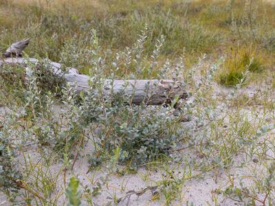 salix repens ssp dunensis habitus