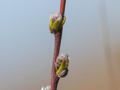 salix rosmarinifolia