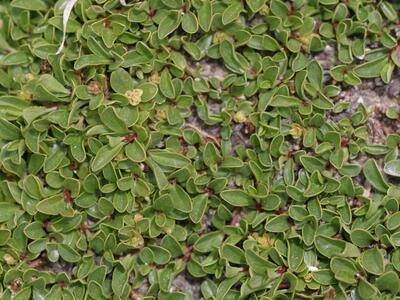 salix serpillifolia