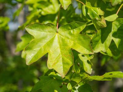 acer campestre blatt