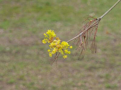 acer platanoides bluete