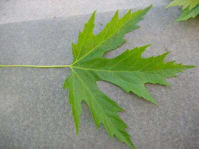 acer saccharinum blatt oberseite