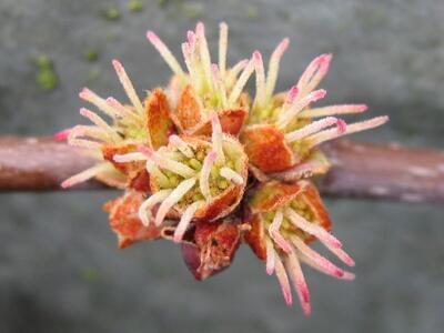 acer saccharinum bluete1