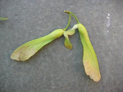 acer saccharinum frucht