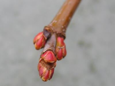 acer saccharinum knospen