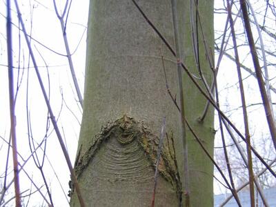 acer saccharinum rinde