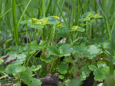 chrysosplenium alternifolium