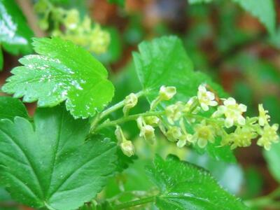 ribes alpinum