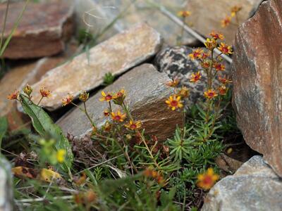 saxifraga aizoides