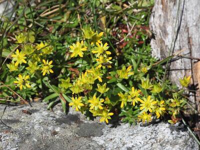 saxifraga aizoides gelb