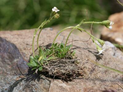 saxifraga androsacea