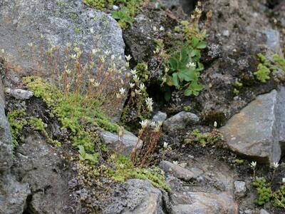 saxifraga aspera