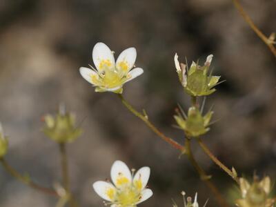 saxifraga aspera detail