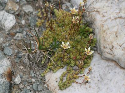 saxifraga bryoides