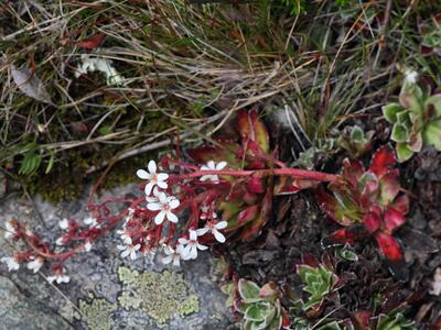 saxifraga cotyledon