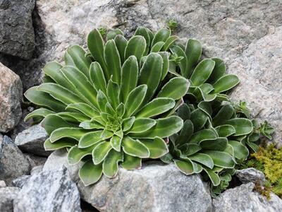 saxifraga cotyledon rosette