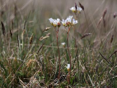 saxifraga granulata