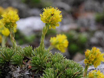 saxifraga juniperifolia