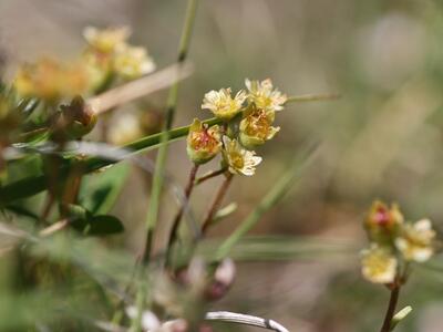 saxifraga moschata