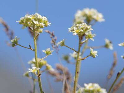 saxifraga paniculata