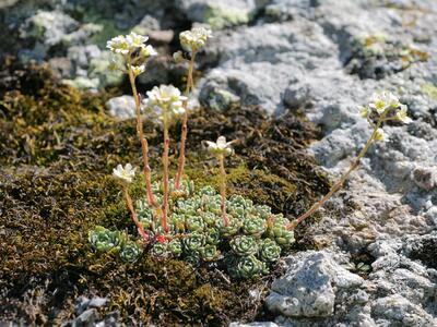 saxifraga paniculata habitus