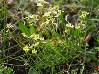 saxifraga rosacea