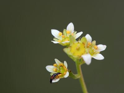 saxifraga rosacea detail