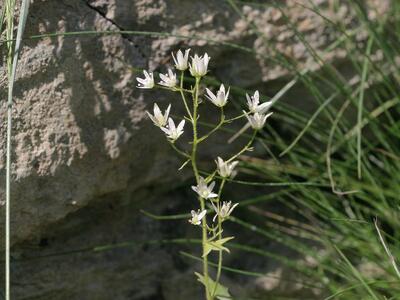 saxifraga rotundifolia