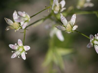 saxifraga rotundifolia detail