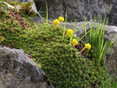 saxifraga sancta