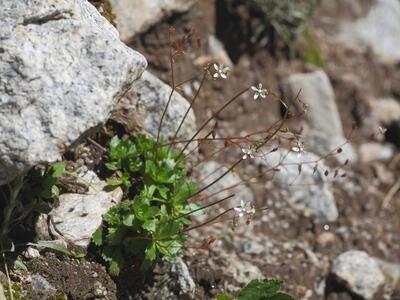 saxifraga stellaris