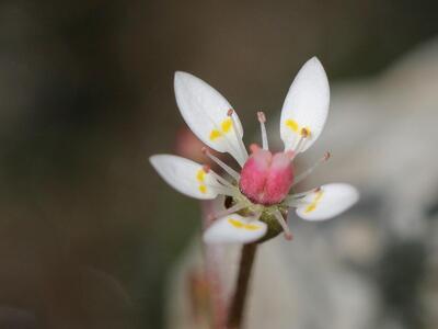 saxifraga stellaris bluete