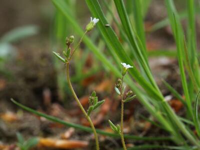 saxifraga tridactylites