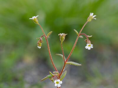 saxifraga tridactylites habitus