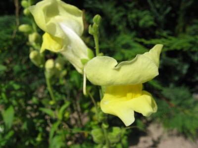 antirrhinum majus gelb