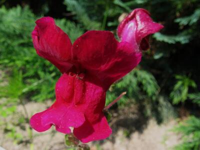 antirrhinum majus rot