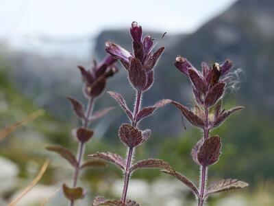 bartsia alpina