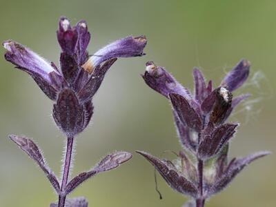 bartsia alpina detail