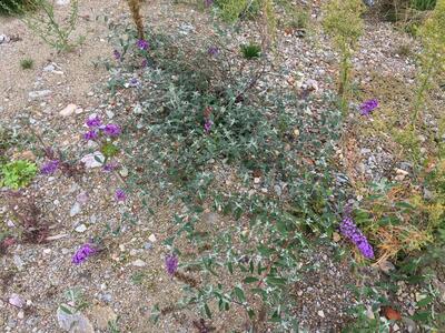 buddleja davidii