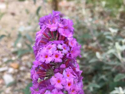 buddleja davidii detail