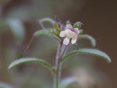 chaenorhinum minus bluete