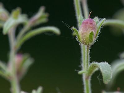 chaenorhinum minus frucht